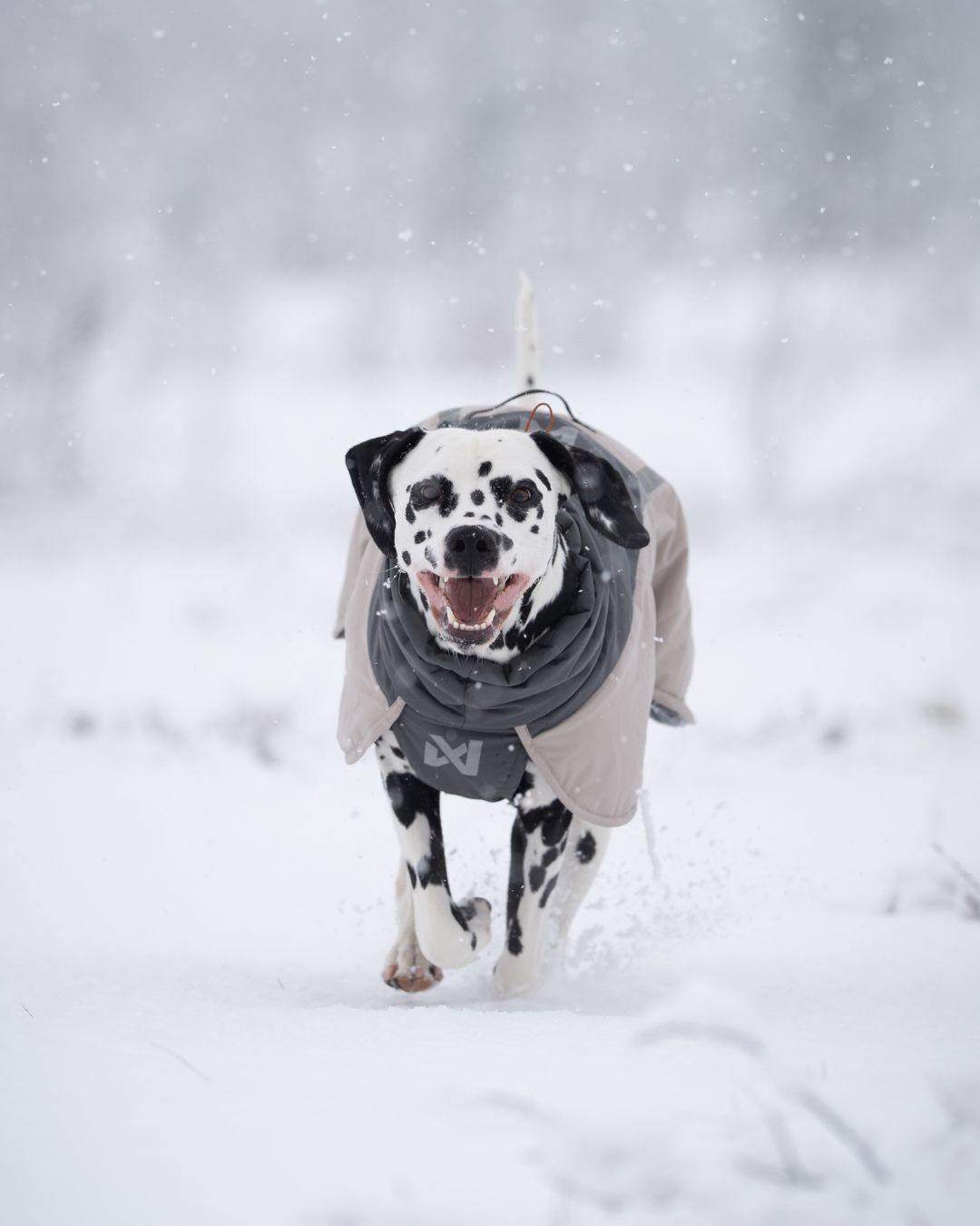 Glacier Wool 3.0 dog jacket